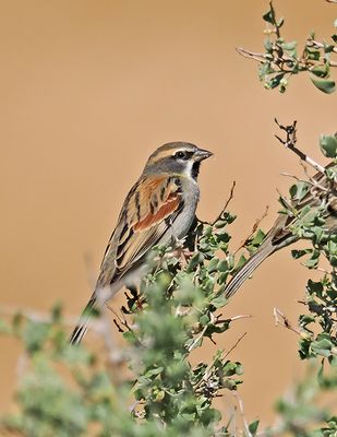 Dead-Sea Sparrow