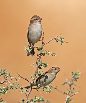 Dead-Sea Sparrow