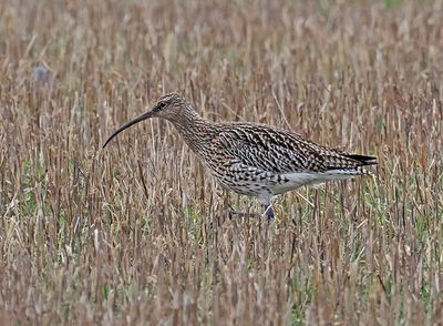 Curlew