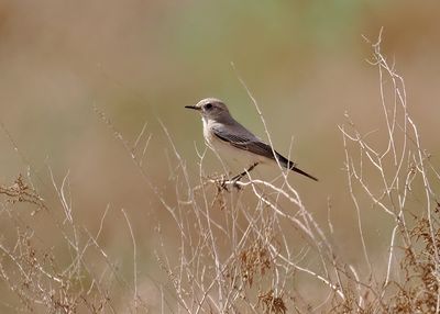 Desert Wheatear