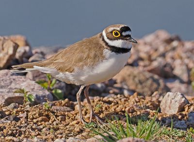 Little Ringed Plover