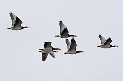 Barnacle Goose