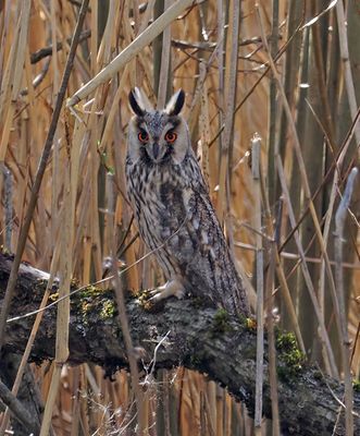 Long-eared Owl