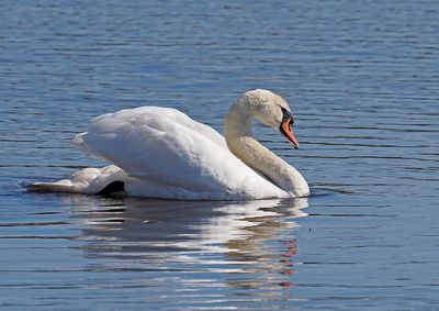 Mute Swan