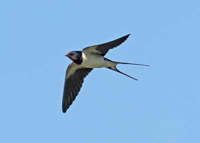 Barn Swallow