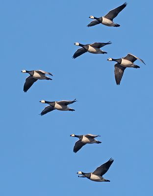 Barnacle Goose