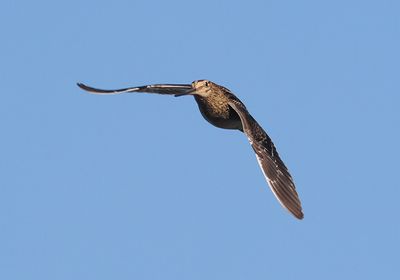 Common Snipe