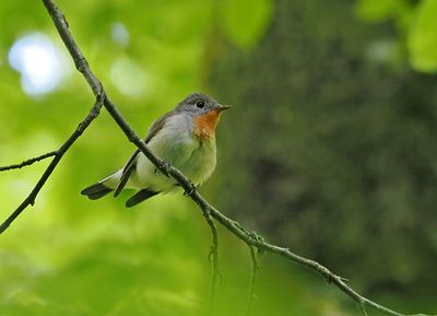 Red-breasted Flycatcher