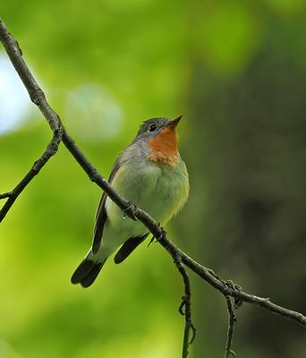 Red-breasted Flycatcher