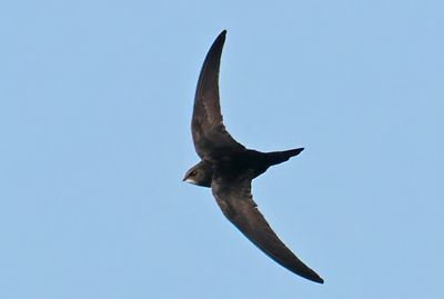 Common Swift