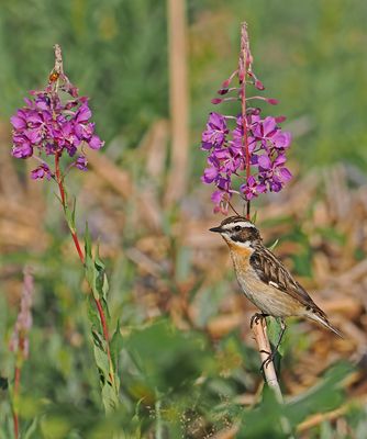 Whinchat