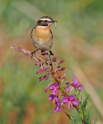 Whinchat