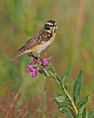 Whinchat