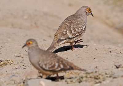 Bare-faced Ground-Dove