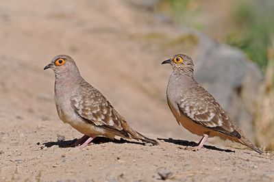 Bare-faced Ground-Dove