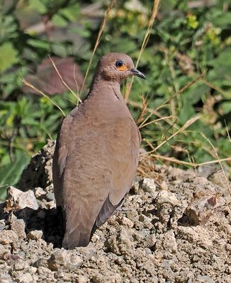 Black-winged Ground-Dove