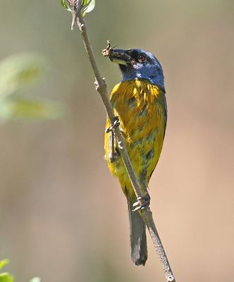 Blue-and-yellow Tanager