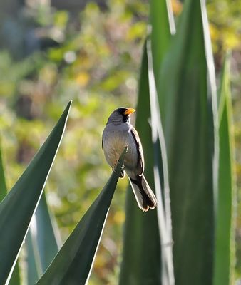 Great Inca-Finch