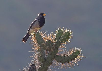 Mourning Sierra-Finch