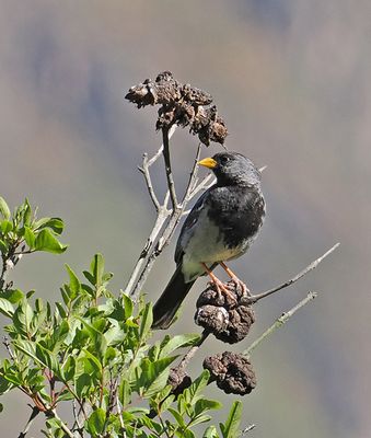 Mourning Sierra-Finch