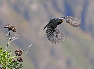 Mourning Sierra-Finch