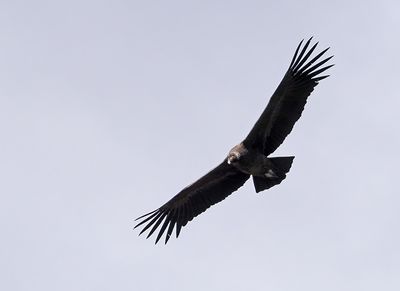 Andean Condor