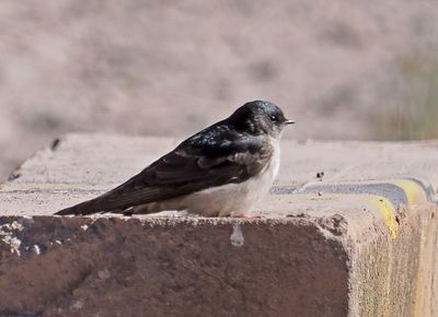 Andean Swallow