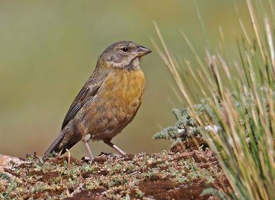 Peruvian Sierra-Finch