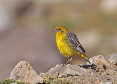 Bright-rumped Yellow-Finch