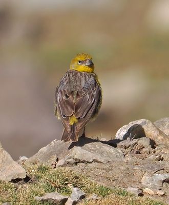 Bright-rumped Yellow-Finch