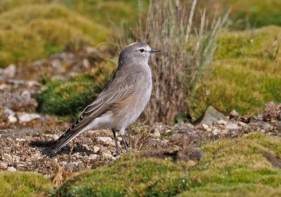 Ochre-naped Ground-Tyrant