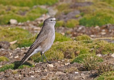 Ochre-naped Ground-Tyrant