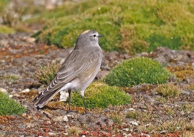 Ochre-naped Ground-Tyrant