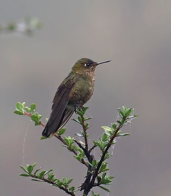 Fire-throated Metaltail
