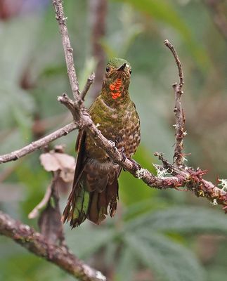 Fire-throated Metaltail