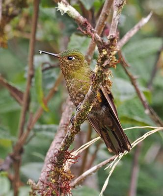 Fire-throated Metaltail