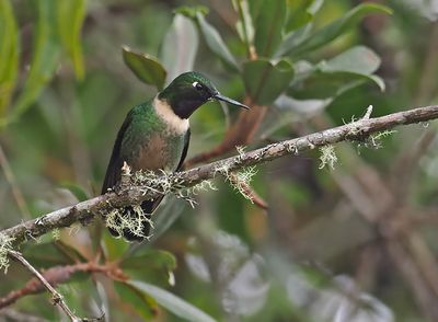 Amethyst-throated Sunangel