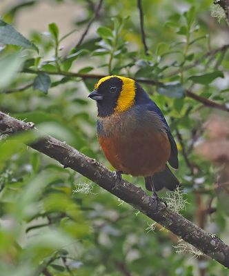 Golden-collared Tanager