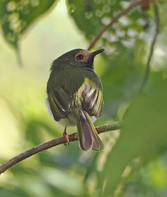 Black-throated Tody-Tyrant