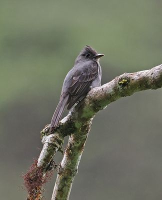 Smoke-colored Pewee