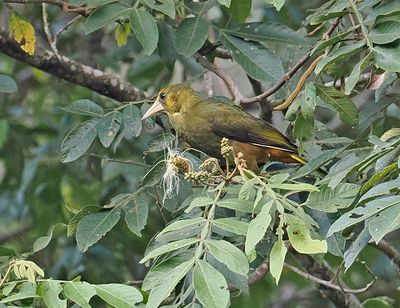 Dusky-green Oropendola