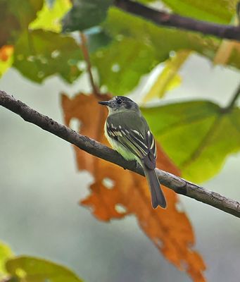 Slaty-capped Flycatcher