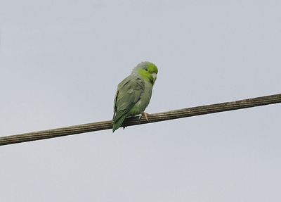 Riparian Parrotlet