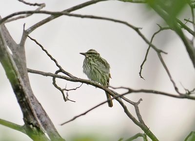 Streaked Flycatcher