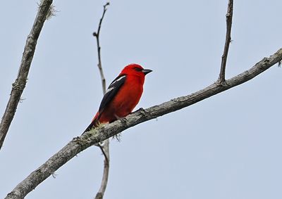 White-winged Tanager