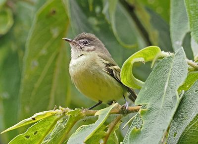 Mottle-cheeked Tyrannulet