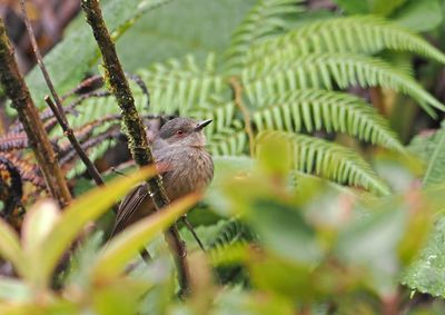 Rufous-tailed Tyrant