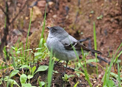 Torrent Tyrannulet