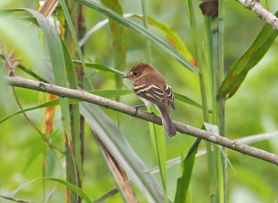 Bran-colored Flycatcher