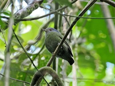 Cerulean-capped Manakin
